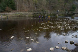 IMG_3781.jpg Stepping stones across the River Wharfe - Bolton Abbey - © A Santillo 2012