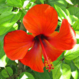 G10_0110A.jpg Chinese Hibiscus - Lower Barrakka Gardens, Valletta - © A Santillo 2009