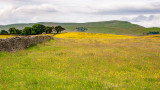 _MG_2245.jpg Buttercup/Wildflower meadow - Hawes - © A Santillo 2008