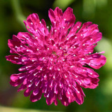 IMG_3465.jpg Scabius - RHS Garden Harlow Carr, Yorkshire - © A Santillo 2011