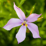 IMG_3473.jpg Unknown flower - RHS Garden Harlow Carr, Yorkshire - © A Santillo 2011