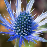 IMG_3475.jpg Eryngium - RHS Garden Harlow Carr, Yorkshire - © A Santillo 2011