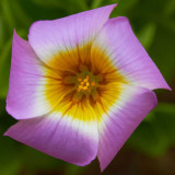 IMG_3486.jpg Oxalis Inops - RHS Garden Harlow Carr, Yorkshire - © A Santillo 2011