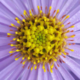 G10_0383A.jpg Aster - Bodnant Garden, Eglwysbach, Conwy, Wales - © A Santillo 2009