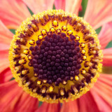 G10_0395.jpg Echinacea - Bodnant Garden, Eglwysbach, Conwy, Wales -  A Santillo 2009