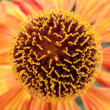 G10_0397.jpg Echinacea - Bodnant Garden, Eglwysbach, Conwy, Wales - © A Santillo 2009