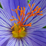 G10_0459.jpg Crocus - Penrhyn Castle, Bangor, Wales - © A Santillo 2009