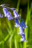 CRW_01410.jpg Bluebell - Betws-y-Coed, Conwy valley , Wales -  A Santillo 2004