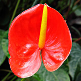 IMG_2649a.jpg Anthurium x cultorum - National Botanic Garden Wales - © A. Santillo 2010