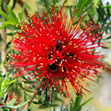 IMG_2667a.jpg Kunzea baxteri - Middleton Hall, National Botanic Garden Wales - © A. Santillo 2010