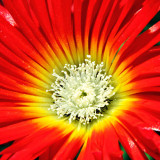 IMG_2672b.jpg Lampranthus splendens - National Botanic Garden Wales - © A. Santillo 2010