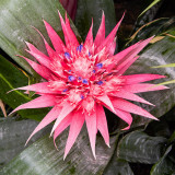 IMG_4005.jpg Aechmea Fasciata - Bromeliaceae - Brazil - National Botanic Garden Wales -  A Santillo 2012