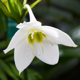 IMG_4013.jpg Eucharis Amazonica - Amaryllidaceae - National Botanic Garden Wales - © A Santillo 2012