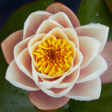 IMG_4017.jpg Water Lilly - National Botanic Garden Wales - © A Santillo 2012