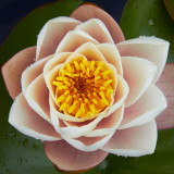 IMG_4017.jpg Water Lilly - National Botanic Garden Wales -  A Santillo 2012