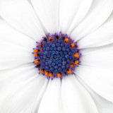 IMG_4027.jpg Osteospermum Akila Daisy white - Asteraceae - Middleton Hall, National Botanic Garden Wales -  A Santillo 2012