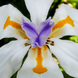 IMG_4029.jpg Dietes Grandiflora - Iridaceae - Middleton Hall, National Botanic Garden Wales - © A Santillo 2012