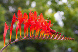 IMG_4001.jpg Crocosmia - National Botanic Garden Wales - © A Santillo 2012