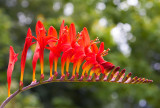 IMG_4001.jpg Crocosmia - National Botanic Garden Wales -  A Santillo 2012