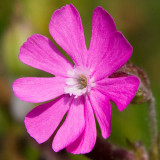 IMG_4464.jpg Red Campion - Silene Dioica - Cotehele House -  A Santillo 2013