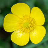 IMG_4468.jpg Buttercup - Ranunculas Repens - Cotehele House - © A Santillo 2013