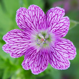 IMG_4474.jpg Geranium - Cotehele House - © A Santillo 2013
