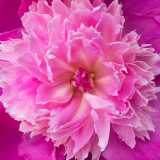 IMG_4475.jpg Peony - Cotehele House - © A Santillo 2013