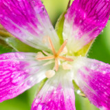 IMG_6694.jpg Geranium - Cotehele House - © A Santillo 2015