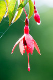 IMG_6695.jpg Fuchsia - Cotehele House - © A Santillo 2015