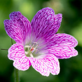 IMG_7392.jpg Geranium - Cotehele House - © A Santillo 2017