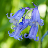 IMG_7393-95-stack.jpg Bluebells - Cotehele House -  A Santillo 2017