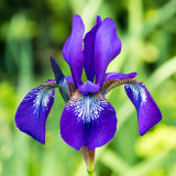 IMG_7397.jpg Iris - Cotehele House - © A Santillo 2017