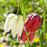 _MG_2472A.jpg Fritillaria - Cotehele House - © A Santillo 2009