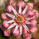 IMG_4462.jpg Semperivum Flower - Wearde, Saltash - © A Santillo 2013