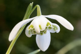 IMG_7307.jpg Snowdrop Glanthus nivalis 'Flore Pleno' - Wearde, Saltash - © A Santillo 2017