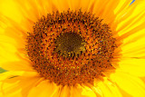 _MG_1954.jpg Sunflower - Wearde, Saltash -  A Santillo 2007