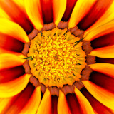_MG_2331A.jpg Gazania - Wearde, Saltash - © A Santillo 2008
