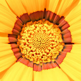 _MG_2540A.jpg Gazania - Wearde, Saltash - © A Santillo 2008