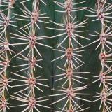G10_1256a.jpg  Cactus - Desert House - Paington Zoo -  A Santillo 2012