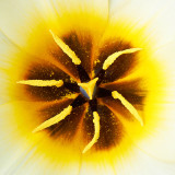 IMG_2911.jpg Tulip 'Concerto' - RHS Rosemoor - © A Santillo 2011