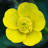IMG_4295.jpg Native Buttercup - RHS Rosemoor - © A. Santillo 2013