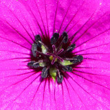 IMG_4309.jpg Geranium 'Ann Folkhard' - RHS Rosemoor - © A Santillo 2013