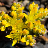 IMG_4310.jpg Sedum Spathulifolium - RHS Rosemoor - © A Santillo 2013