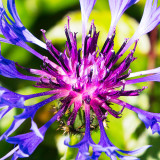 IMG_4315.jpg Cornflower - Centaurea - RHS Rosemoor -  A Santillo 2013