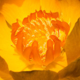 IMG_4319.jpg Trollius x Cultorum 'Etna' - RHS Rosemoor - © A Santillo 2013