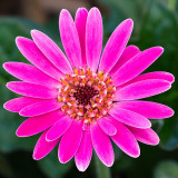 IMG_4320.jpg Hardy Gerbera Garvinea Pam - RHS Rosemoor -  A. Santillo 2013