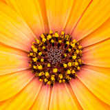 IMG_4321.jpg Osteospermum 'Cape Terracotta' - RHS Rosemoor - Asteraceae - © A. Santillo 2013