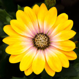 IMG_4322.jpg Osteospermum 'Flower Power Pink Honey' - RHS Rosemoor - Asteraceae - © A. Santillo 2013