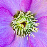 IMG_5230.jpg Hellaborus Walberton's Rosemary - RHS Rosemoor - © A Santillo 2014