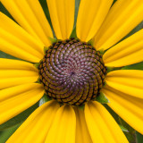 IMG_6537-Edit.jpg Rudbeckia Asteraceae - RHS Rosemoor - © A Santillo 2014